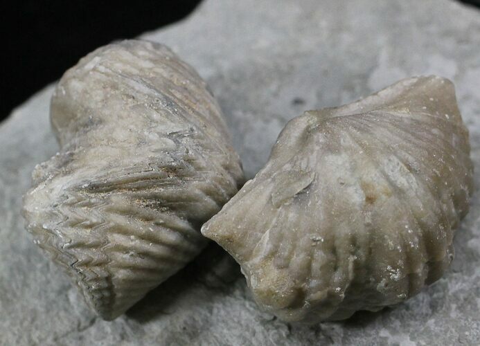 Pair Of Fossil Brachiopods (Platystrophia) - Indiana #25995